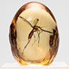 Elephant Mosquito in Amber