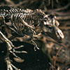 T-Rex Skeleton Bronze