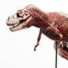 Jurassic Park 1:12 Scale Anatomy Tyrannosaurus Rex