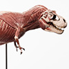 Jurassic Park 1:12 Scale Anatomy Tyrannosaurus Rex