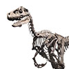 Jurassic Park 1:4 Scale Raptor Bronze