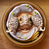 Sheng Collection: Hermit Tortoise