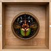 Sheng Collection: Complete set of 4 plus Dark Nautilus Beetle